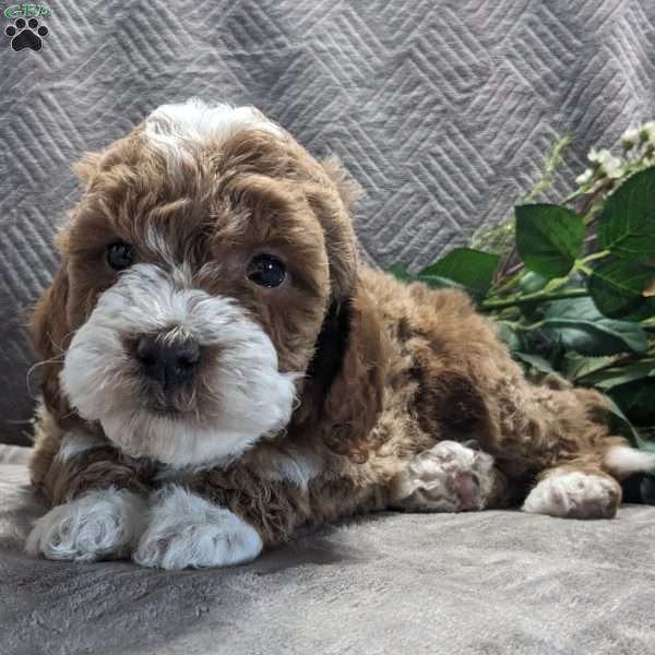 Suzy, Mini Goldendoodle Puppy